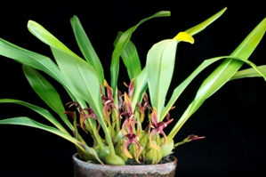 
Maxillaria tonsbergii spooky CCE/AOS 90 pts.
